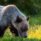 Blonde Grizzly Breakfast