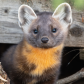 The Curious Marten