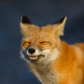 The Smiling Fox