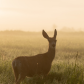 Mule Deer in the Morning Mist