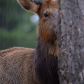 Hiding in the Rain