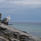 Flower Pots and Seagulls