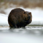 Winter beaver