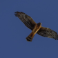 Northern Harrier  