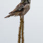 Northern Hawk Owl on Stilts