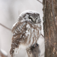 Owl and snow