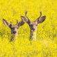 Bucks in the canola