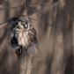 Boreal owl under the projectors !! 