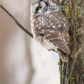 Owl portrait