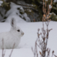 A Pause in the Snow