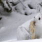 Snow Shoe Hare Foot Bath