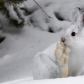 Snow Shoe Hare Foot Bath