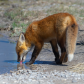 Young fox in the city