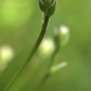 Simply Hosta