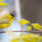 Wilson's Warbler