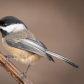 Chickadee