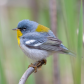 Northern Parula