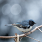 Black-throated warbler