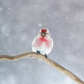 Winter bird 