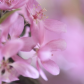 Pink Crabapple Flowers