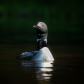 Common loon 