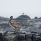 Drip Pelican in the Rain