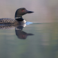 Common loon 