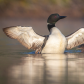 Common loon 