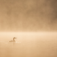 Common loon 