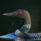 Common loon 