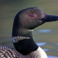 Common loon portait