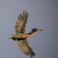 Green heron takes flight