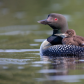 Common loon with the baby