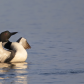 Common Loon