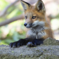 Red fox kit awaiting breakfast