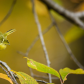 White-eyed Vireo