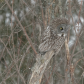 Great Grey Owl 