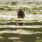 Staring Otter