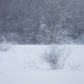 Snowy owl in the winter 