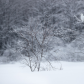 Snowy owl in the winter 