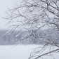 Snowy owl in the winter 