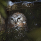 Saw-whet owl under a cedar tree