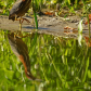 Striding Green Heron