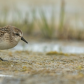 Semipalmated Sandpiper