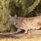 Visiting Bobcat