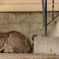 Visiting Bobcat