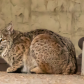 Visiting Bobcat