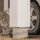 Visiting Bobcat