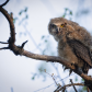 Baby owl 