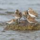 Semipalmated Sandpipers and Least Sandpiper 